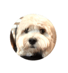 丸い犬の顔スタンプ（個別スタンプ：11）