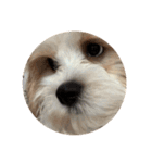 丸い犬の顔スタンプ（個別スタンプ：13）