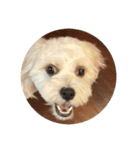 丸い犬の顔スタンプ（個別スタンプ：15）