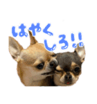 チワワたち！（個別スタンプ：3）