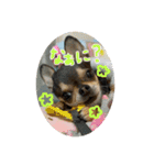 チワワたち！（個別スタンプ：5）