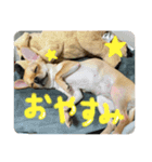 チワワたち！（個別スタンプ：6）
