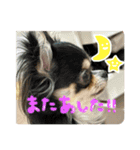 チワワたち！（個別スタンプ：8）