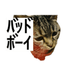 うちのゲベナマいんぐりっしゅ（個別スタンプ：3）