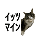 うちのゲベナマいんぐりっしゅ（個別スタンプ：4）