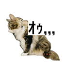 うちのゲベナマいんぐりっしゅ（個別スタンプ：5）