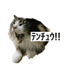 うちのゲベナマいんぐりっしゅ（個別スタンプ：6）