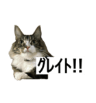 うちのゲベナマいんぐりっしゅ（個別スタンプ：8）