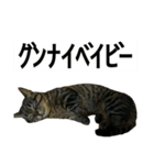 うちのゲベナマいんぐりっしゅ（個別スタンプ：11）