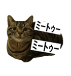 うちのゲベナマいんぐりっしゅ（個別スタンプ：12）