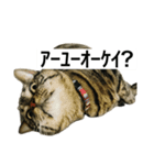うちのゲベナマいんぐりっしゅ（個別スタンプ：13）