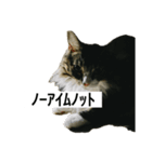うちのゲベナマいんぐりっしゅ（個別スタンプ：14）