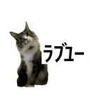 うちのゲベナマいんぐりっしゅ（個別スタンプ：16）