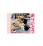 我々動物連盟は代弁するvol.4動く！犬殿下（個別スタンプ：7）