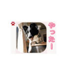 我々動物連盟は代弁するvol.4動く！犬殿下（個別スタンプ：9）