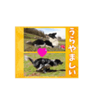 我々動物連盟は代弁するvol.4動く！犬殿下（個別スタンプ：13）