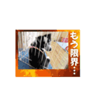 我々動物連盟は代弁するvol.4動く！犬殿下（個別スタンプ：15）