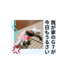 我々動物連盟は代弁するvol.4動く！犬殿下（個別スタンプ：16）