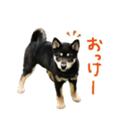柴犬りっく（個別スタンプ：1）