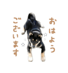 柴犬りっく（個別スタンプ：3）
