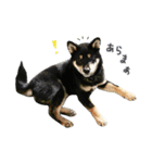 柴犬りっく（個別スタンプ：4）