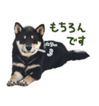 柴犬りっく（個別スタンプ：5）