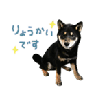 柴犬りっく（個別スタンプ：6）