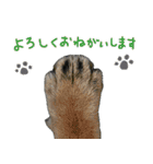 柴犬りっく（個別スタンプ：7）