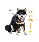 柴犬りっく（個別スタンプ：8）