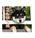 柴犬りっく（個別スタンプ：10）