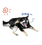 柴犬りっく（個別スタンプ：11）