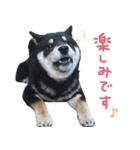 柴犬りっく（個別スタンプ：12）