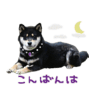 柴犬りっく（個別スタンプ：13）