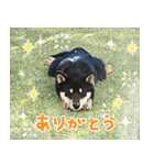 柴犬りっく（個別スタンプ：14）