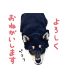 柴犬りっく（個別スタンプ：16）