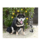 柴犬りっく（個別スタンプ：17）