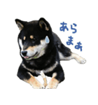 柴犬りっく（個別スタンプ：19）