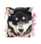 柴犬りっく（個別スタンプ：20）