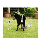 柴犬りっく（個別スタンプ：21）