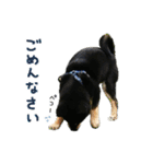 柴犬りっく（個別スタンプ：22）