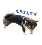 柴犬りっく（個別スタンプ：23）