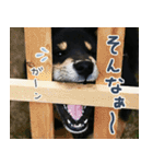 柴犬りっく（個別スタンプ：24）
