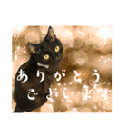 保護猫出身くろねこジジさんスタンプ（個別スタンプ：1）