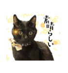 保護猫出身くろねこジジさんスタンプ（個別スタンプ：2）