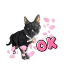 保護猫出身くろねこジジさんスタンプ（個別スタンプ：4）