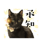 保護猫出身くろねこジジさんスタンプ（個別スタンプ：6）