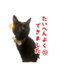 保護猫出身くろねこジジさんスタンプ（個別スタンプ：7）