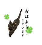 保護猫出身くろねこジジさんスタンプ（個別スタンプ：9）