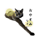 保護猫出身くろねこジジさんスタンプ（個別スタンプ：10）