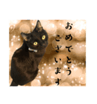 保護猫出身くろねこジジさんスタンプ（個別スタンプ：15）